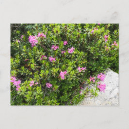 Ölmalerei Leinwand der alpinen Rose Rhododendron Postkarte