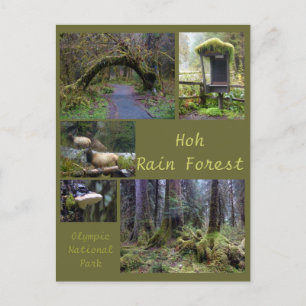 Olympic N.P. (Hoh Rain Forest 2) Postkarte