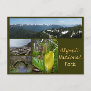 Olympic N.P. (Hurricane Ridge, Kalaloch, Hoh) Postkarte