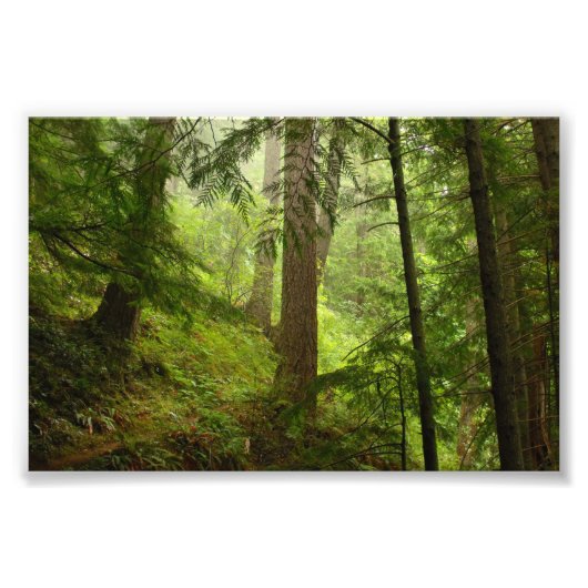 Olympic National Park Washington Rainforest Foto (Vorne)