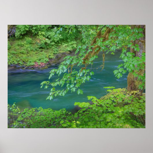 Olympic National Park Washington Staat Poster (Vorne)