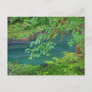 Olympic National Park Washington Staat Postkarte