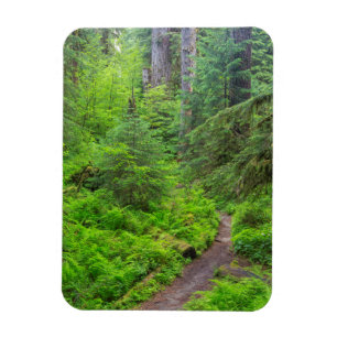 Olympic-Nationalpark, Waldweg Magnet