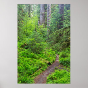 Olympic-Nationalpark, Waldweg Poster