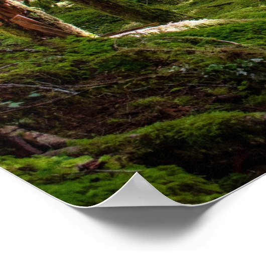 Olympische Halbinsel Regenwald Poster (Ecke)