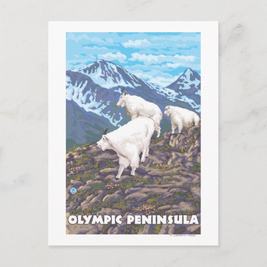 Olympische Halbinsel, WashingtonBergziegen Postkarte (Vorderseite)