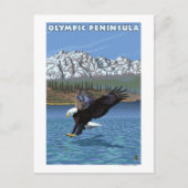 Olympische Halbinsel, WashingtonFischereiadler Postkarte (Vorderseite)