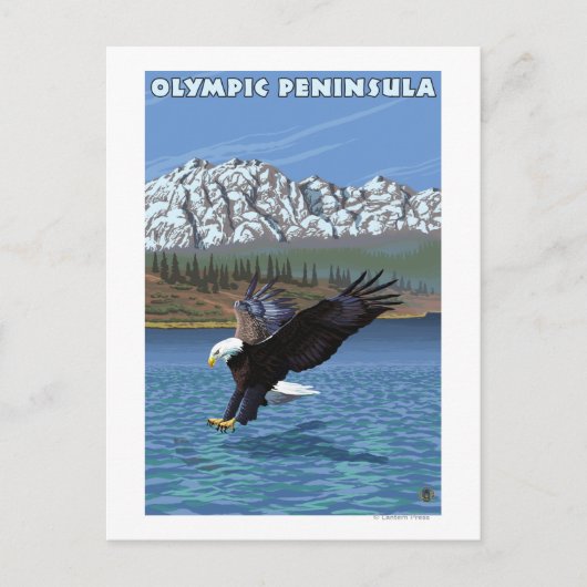 Olympische Halbinsel, WashingtonFischereiadler Postkarte (Vorderseite)