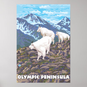 Olympische Halbinsel, WashingtonMountain Ziegen Poster