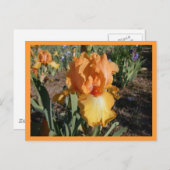 Olympische Herausforderung Postkarte (Vorne/Hinten)