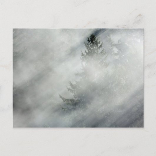 Olympischer Nationalpark | Hoh River Valley Postkarte (Vorderseite)