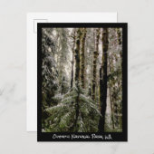 Olympischer Nationalpark Postkarte (Vorne/Hinten)