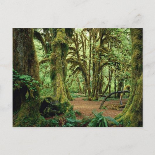 Olympischer Nationalpark, WA 2 Postkarte (Vorderseite)