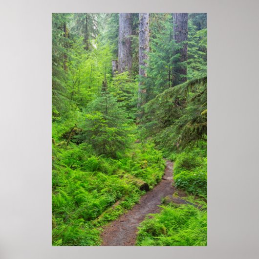 Olympischer Nationalpark, Waldweg Poster (Vorne)