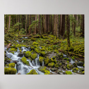 Olympischer Nationalpark, Washingtoner Staat Poster