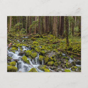 Olympischer Nationalpark, Washingtoner Staat Postkarte