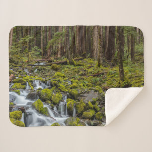 Olympischer Nationalpark, Washingtoner Staat Sherpadecke