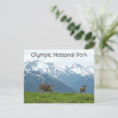 Olympisches Foto Nationalpark Wildlife Postkarte (Stehend Vorderseite)