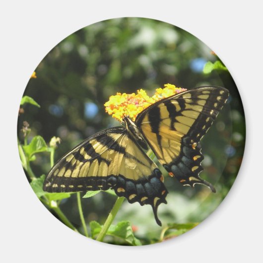 OM- Gelbes Frack Schmetterling-Magnet Magnet (Vorne)