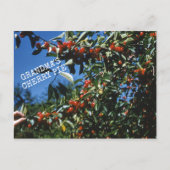 Oma-Cherry-Pie-Rezept Postkarte (Vorderseite)