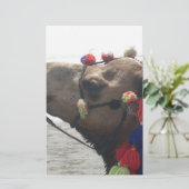 Oman Muscat Camel Foto Art Print Briefpapier (Stehend Vorderseite)