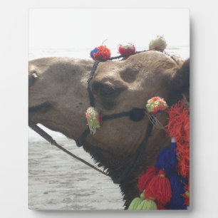 Oman Muscat Camel Foto Art Print Fotoplatte