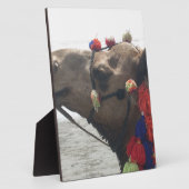 Oman Muscat Camel Foto Art Print Fotoplatte (Seite)