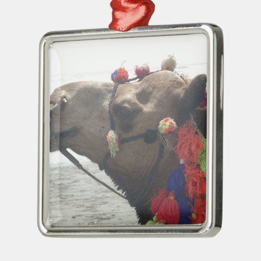 Oman Muscat Camel Foto Art Print Ornament Aus Metall (Links)
