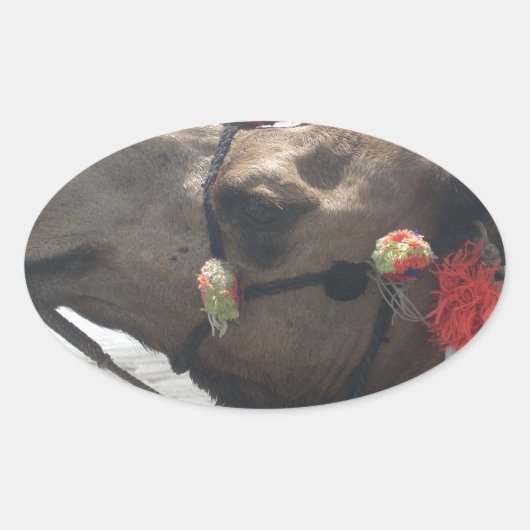 Oman Muscat Camel Foto Art Print Ovaler Aufkleber (Vorderseite)