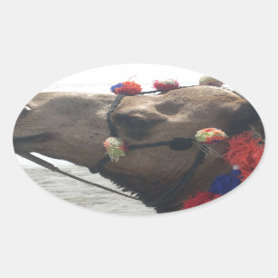 Oman Muscat Camel Foto Art Print Ovaler Aufkleber