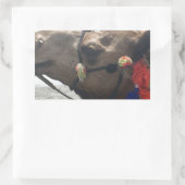 Oman Muscat Camel Foto Art Print Rechteckiger Aufkleber (Tasche)