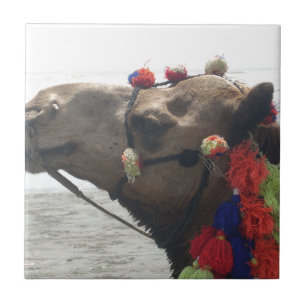 Oman Muscat Kamel Foto Kunst Druck Fliese