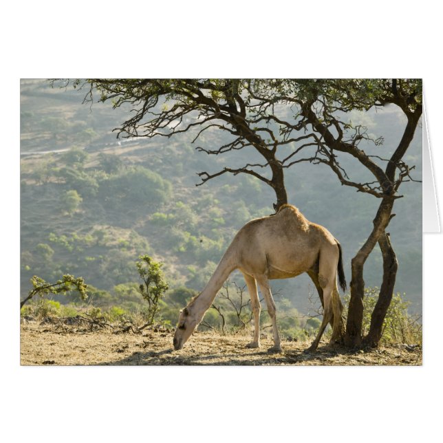 Oman, Region Dhofar, Salalah. Beige (Vorderseite (Horizontal))