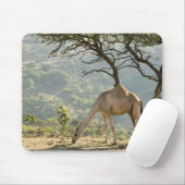 Oman, Region Dhofar, Salalah. Beige Mousepad (Mit Mouse)