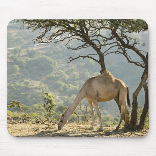 Oman, Region Dhofar, Salalah. Beige Mousepad (Vorne)