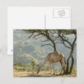 Oman, Region Dhofar, Salalah. Beige Postkarte (Vorne/Hinten)