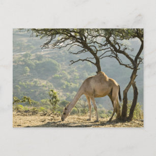 Oman, Region Dhofar, Salalah. Beige Postkarte