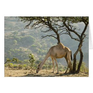 Oman, Region Dhofar, Salalah. Kamel