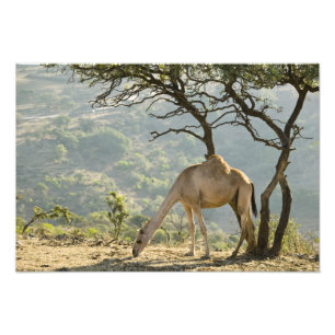 Oman, Region Dhofar, Salalah. Kamel Fotodruck