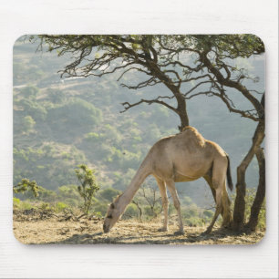 Oman, Region Dhofar, Salalah. Kamel Mousepad