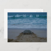 Oman Schildkröte Postkarte (Vorne/Hinten)