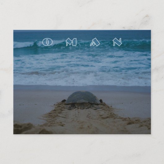Oman Schildkröte Postkarte (Vorderseite)