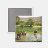 Oman, Wadi darbat Magnet (Vorderseite/Rückseite)