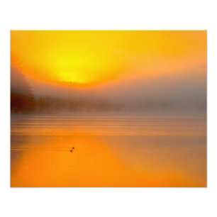 Ombre Sonnenaufgang, der auf zwei Enten-Natur-Foto Fotodruck