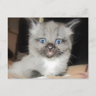 OMG POSTKARTE