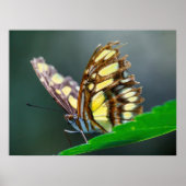 On the Green Poster (Vorne)