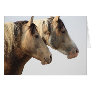 ONAQUI HERD Uinta Wüste Wilde Pferde