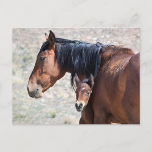 Onaqui Wild Horses Postkarte