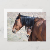 Onaqui Wild Horses Postkarte (Vorne/Hinten)