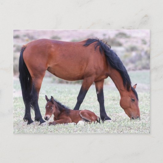 Onaqui Wild Horses Postkarte (Vorderseite)